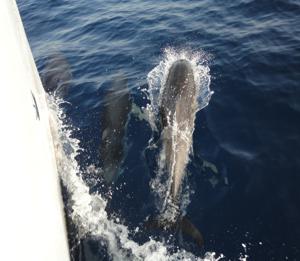 Dolphins follow the boat and play on the bow wave, darting from side to side