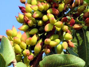 Pistachio nuts growing on Aegina, Peloponnes, Greece